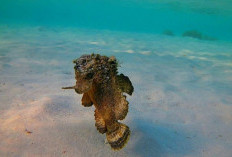 Simak Ikan Stonefish Paling Beracun di Dunia