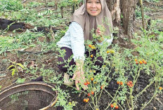 Kebun Kecil, Manfaat Besar, Inspirasi Hidup Bebas Pestisida