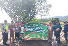 Penanaman Jagung Kuartal III di Kota Agung Jadi Motor Penguatan Ekonomi Lokal