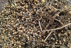 Manfaat Kesehatan Tanaman Obat Ketumbar, Nomor 7 Baik Untuk Perempuan Yang Lagi Haid