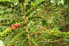 Kembangkan Kebun Enteres Penghasil Robusta