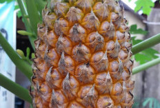 Tidak Hanya Segar Buah Nanas Bermanfaat Untuk Kesehatan, Salah Satunya Menurunkan Berat Badan