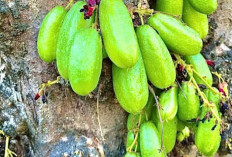 Selain Dapat Mengontrol Kadar Gula Darah, Ini Beberapa Manfaat Kesehatan Tanaman Obat Belimbing Hulu