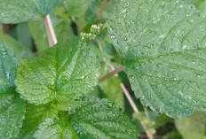Rahasia Tanaman Obat Daun Jalatang! Penawar Alergi dan Inflamasi Kuat yang Terlupakan