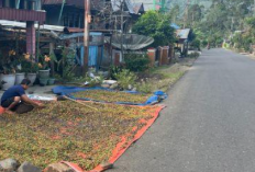 Harga Biji Kopi Empat Lawang Menguat, Sentuh Rp 47 Ribu per Kilogram