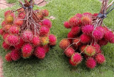 Kolestrol Langsung Turun Dengan Mengkonsumsi Rambutan, Ini Manfaat Tanaman Obat Buah Rambutan untuk Kesehatan