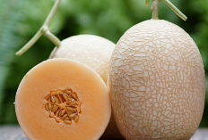 Ternyata Inilah Tujuh Keunikan Buah Melon Yang Jarang Diketahui
