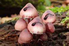 Mengenal Mycena Haematopus, Jamur Mengeluarkan Cairan Berwarna Merah