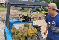 Gagal Panen, Durian Empat Lawang Langka dan Harga Melonjak