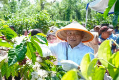 Sekda Izromaita Dorong Kopi dan Lada Sarana Dongkrak Perekonomian Masyarakat