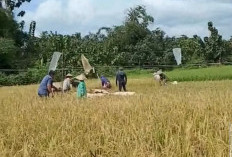 Musim Pancaroba, Waspada Hama Wereng Pada Padi, Ini Langkah Dinas TPHP Lahat