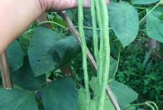 Selain Enak Kacang Panjang Miliki Manfaat Kesehatan, Ini Dia 7 Manfaat Kacang Panjang Untuk Kesehatan