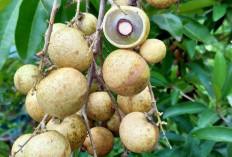 Selain Rasanya Yang Manis, Tanaman Obat Buah Kelengkeng Memiliki Berbagai Manfaat Kesehatan