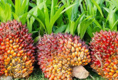 Harga Karet Anjlok, Petani Tanam Sawit