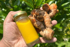 Mau Meredakan Gejala Magh, Alergi dan Nyeri Haid ? Yuk Cobain Tanaman Obat Kunyit, Ini Khasiatnya
