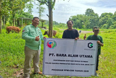 PT BAU Salurkan 8 Ekor Sapi Kurban Sambut Idul Adha 1447 H