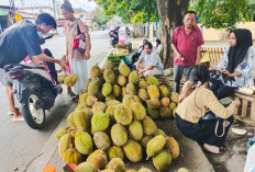 Jelang Musim Durian, Pedagang Mulai Bermunculan