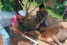 SMSI, FJL dan IWO Lahat Sembelih Hewan Qurban Bantuan Bupati