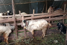 Lebaran Sebentar Lagi, Pemesanan Hewan Kurban Masih Lesu