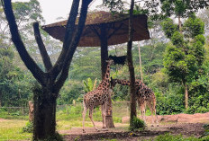 Intip Taman Safari Kebun Binatang Terbesar di Indonesia, Luasnya Mencapai 350 Hektar