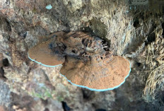 Kenali 5 Manfaat Tanaman Obat Jamur Ganoderma bagi Kesehatan