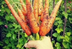 Wortel Tanaman Obat Yang Besar Khasiatnya, Salah Satunya Menjaga Kesehatan Mata
