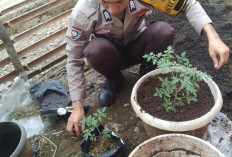 Polsek Merapi Barat Polres Lahat Sulap Lahan Kosong Jadi Perkarangan Bergizi