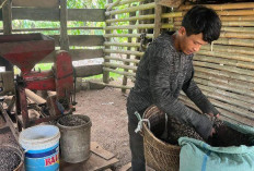 Harga Kopi di Empat Lawang Turun, Kini Hanya Rp45 Ribu per Kilogram