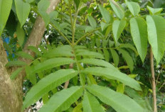 6 Manfaat Tanaman Obat Daun Sungkai Untuk Kesehatan, Nomor 4 Dapat Meresahkan Flu dan Batuk