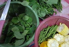 Tak Sepoluler Bayam dan Kangkung, Sayur Katu Miliki Manfaat Untuk Kesehatan