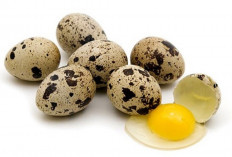 Telur Puyuh : Kecil Tapi Mempunyai banyak Manfaat dan Kandungan Gizi yang Luar Biasa.