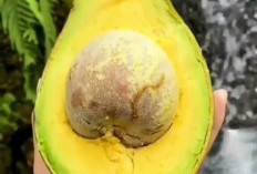 Selain Lezat Buah Alpukat Juga Bsik Kesehatan, Salah Satunya Baik Untuk Pencernaan