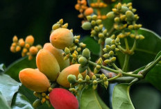 Dapat Mengatur Tekanan Darah, Ini 5 Manfaat Tanaman Obat Buah Melinjo Untuk Kesehatan