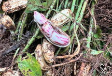 Banyak Mengandung Nutrisi, Ini Dia 7 Manfaat Kacang Tanah Untuk Kesehatan