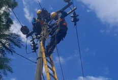 PLN Unit Layanan Pelanggan (ULP) Muara Dua Intensifkan Pemeliharaan Jaringan