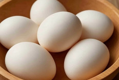 Telur Ayam Kampung Setiap Hari, Rahasia Sederhana Untuk Tubuh Yang Lebih Bugar