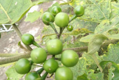 Ini Dia Buah Cempoka, Buah Kecil Yang Kaya Akan Khasiat Kesehatan