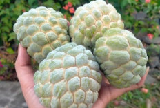 Ternyata Buah Srikaya Bermanfaat Untuk Kesehatan, Nomor 4 Baik Untuk Ibu Hamil