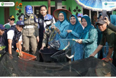 Ketua TP PKK Sumsel Panen Kembang Kol dan Lele di OKU Timur, Dorong Pemanfaatan Lahan Produktif
