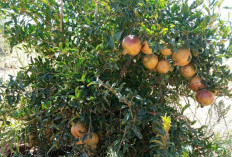Menjaga Kesehatan Jantung, Ini Dia 6 Manfaat Tanaman Obat Buah Delima Untuk Kesehatan 
