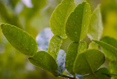 Ini Dia Beberapa Khasiat Kesehatan Dari Daun Jeruk Nipis, Nomor 6 Baik Untuk Kesehatan Kulit