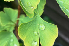 Ternyata Tanaman Obat Ginkgo Biloba Punya Banyak Manfaat Untuk Kesehatan Loh