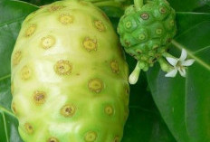 Wow, Ternyata Buah Mengkudu Miliki Banyak Manfaat Kesehatan, Salah Satunya Menjaga Kesehatan Jantung