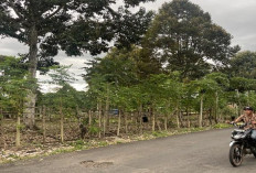  Petani Durian Mulai Hitung Waktu Panen