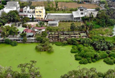 Wow, Ternyata Taman Buaya Asam Kumbang Medan, Tempat Konservasi Buaya Terbesar di Asia Tenggara