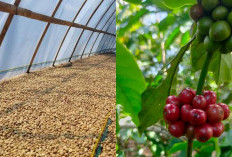 Kekayaan Alam Kopi Lahat dengan Citra Rasa Unik dari Pohon Tua Warisan 