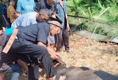 Masjid Nurul Jannah Potong Hewan Qurban