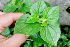 Siri Cina Gulma yang Diremehkan, Ternyata Khasiatnya Tak Main - Main