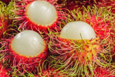 Kaya Vitamin C, Berikut Manfaat Buah Rambutan 