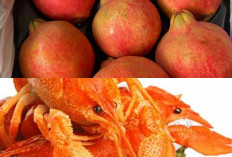 Enam Makanan dan Tanaman Obat, Bikin Kulit Sehat dan Awet Muda, Kaya Nutrisi, Mineral, dan Antioksidan
